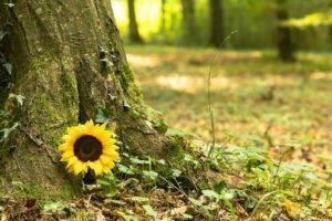 Sunflower Marking Woodland Burial